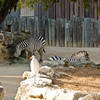 San Antonio Zoo thumbnail